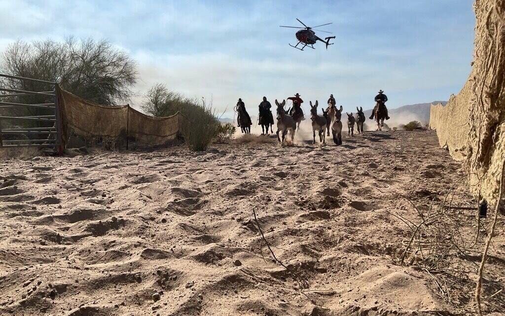 BLM begins wild burro roundup in Black Mountains